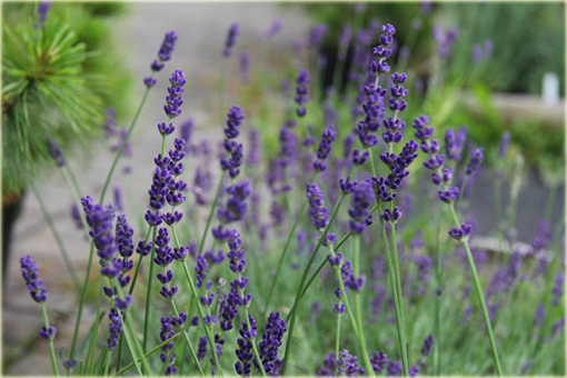 Lawenda wąskolistna Imperial Gem Lavandula angustifolia