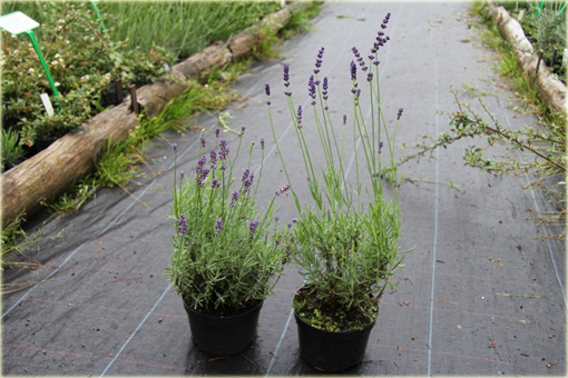 Lawenda wąskolistna Imperial Gem Lavandula angustifolia