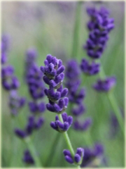 Lawenda Ellagance Goliath Lavandula angustifolia