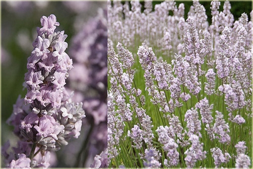 Lawenda wąskolistna Miss Katherine Lavandula angustifolia