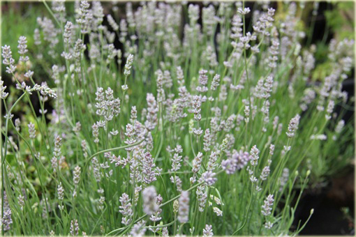 Lawenda wąskolistna Miss Katherine Lavandula angustifolia