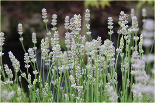 Lawenda wąskolistna Miss Katherine Lavandula angustifolia