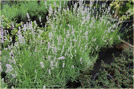 Lawenda wąskolistna Miss Katherine Lavandula angustifolia