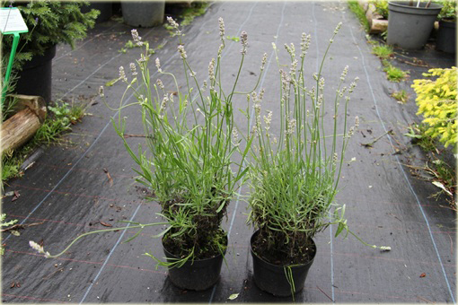 Lawenda wąskolistna Miss Katherine Lavandula angustifolia