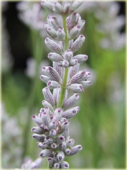 Lawenda Ellagance Goliath Lavandula angustifolia