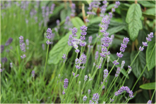 Lawenda wąskolistna Munstead Lavandula angustifolia