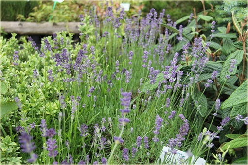 Lawenda wąskolistna Munstead Lavandula angustifolia