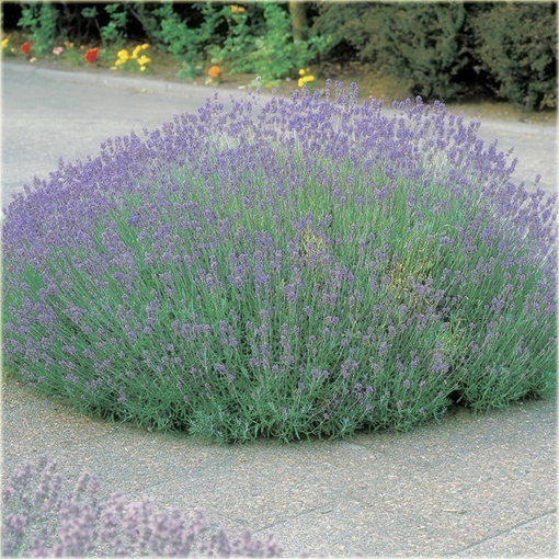 Lawenda wąskolistna Munstead Lavandula angustifolia
