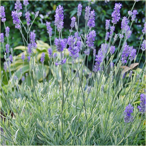 Lawenda wąskolistna Platinum Blonde Lavandula angustifolia