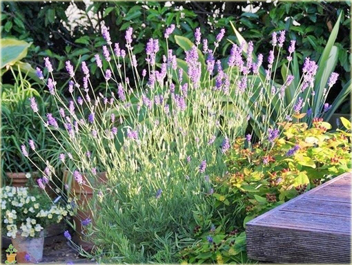 Lawenda wąskolistna Platinum Blonde Lavandula angustifolia