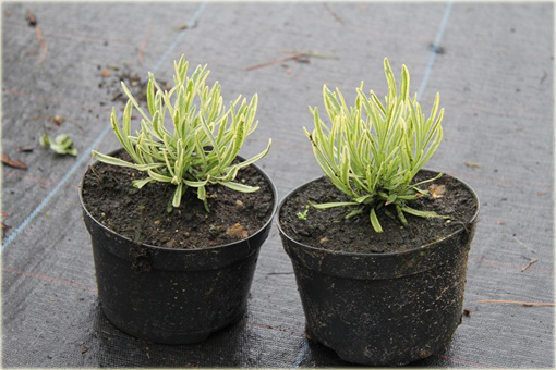 Lawenda wąskolistna Platinum Blonde Lavandula angustifolia