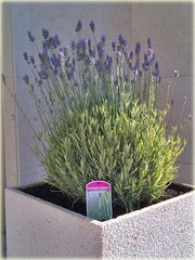 Lawenda Ellagance Goliath Lavandula angustifolia
