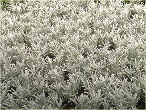Lawenda wąskolistna Silver Mist Lavandula angustifolia Silver Mist