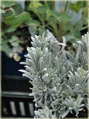 Lawenda Ellagance Goliath Lavandula angustifolia Silver Mist