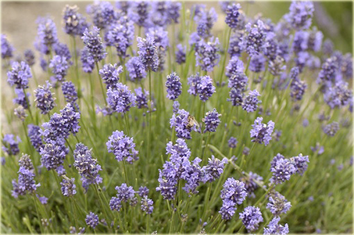 Lawenda wąskolistna Thumbelina Leigh Lavandula angustifolia