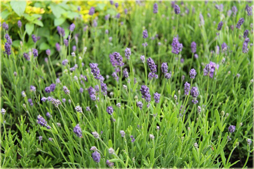 Lawenda wąskolistna Thumbelina Leigh Lavandula angustifolia