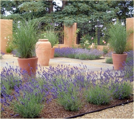 Lawenda wąskolistna Thumbelina Leigh Lavandula angustifolia