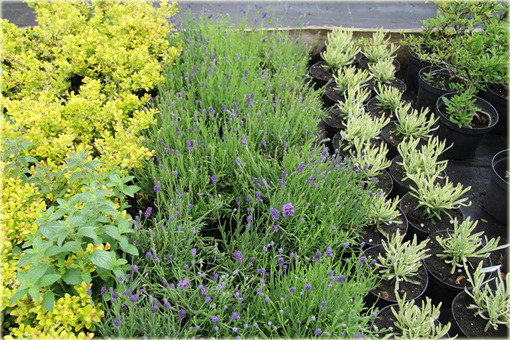 Lawenda wąskolistna Thumbelina Leigh Lavandula angustifolia