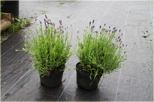 Lawenda wąskolistna Thumbelina Leigh Lavandula angustifolia