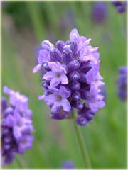 Lawenda Ellagance Goliath Lavandula angustifolia