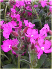 Lepnica Silene