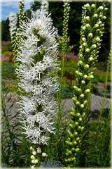 Liatra kłosowa biała Liatris spicata