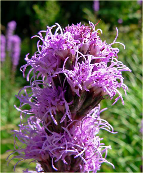 Liatra kłosowa fioletowa Liatris spicata