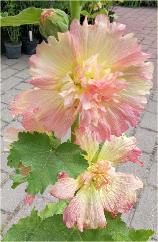  Malwa morelowa Apricot Alcea rosea