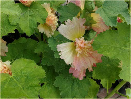  Malwa morelowa Apricot Alcea rosea