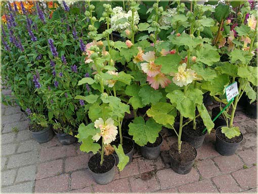  Malwa morelowa Apricot Alcea rosea