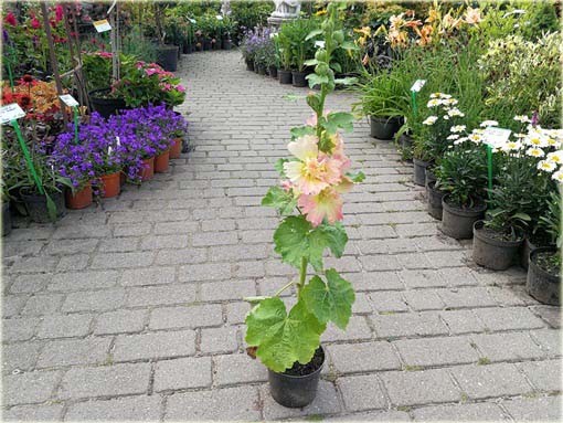  Malwa morelowa Apricot Alcea rosea