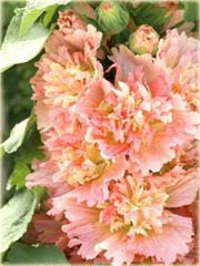  Malwa morelowa Apricot Alcea rosea