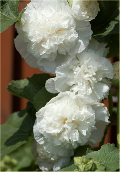 Malwa pełna biała Alcea rosea