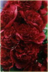 Malwa pełna bordowa Alcea rosea