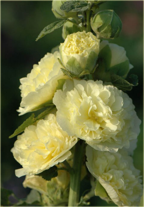 Malwa pełna zółta Alcea rosea