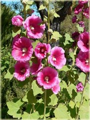  Malwa różowa Alcea rosea