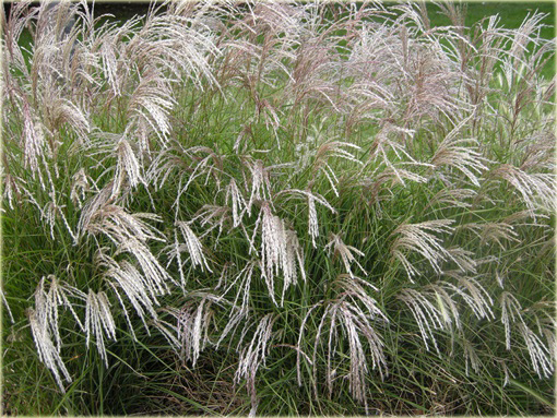 Miskant chiński Miscanthus sinensis
