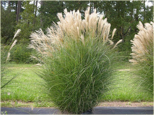 Miskant chiński Miscanthus sinensis