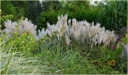 Miskant chiński Miscanthus sinensis