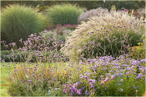 Miskant chiński Miscanthus sinensis