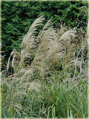 Miskant chiński Miscanthus sinensis