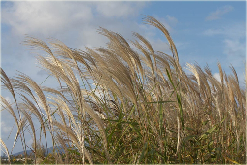 Miskant cukrowy Miscanthus sacchariflorus