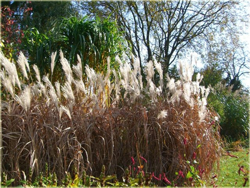 Miskant cukrowy Miscanthus sacchariflorus