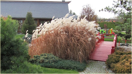 Miskant cukrowy Miscanthus sacchariflorus