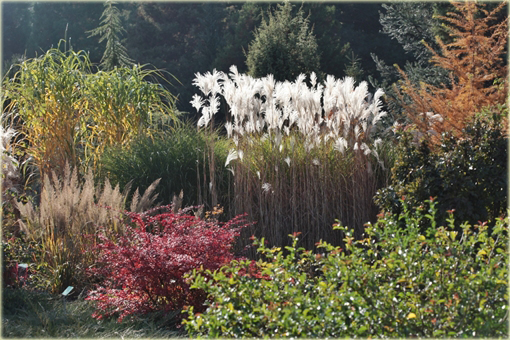 Miskant cukrowy Miscanthus sacchariflorus