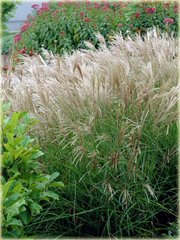Miskant cukrowy Miscanthus sacchariflorus