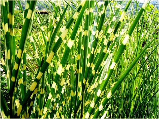 Miskant Apache Miscanthus sinensis Apache