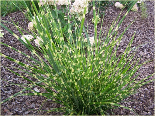 Miskant Apache Miscanthus sinensis Apache