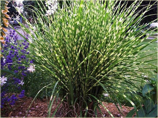 Miskant Apache Miscanthus sinensis Apache