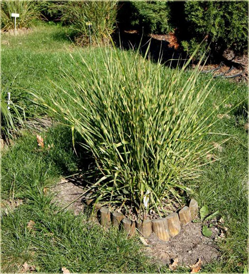 Miskant Apache Miscanthus sinensis Apache